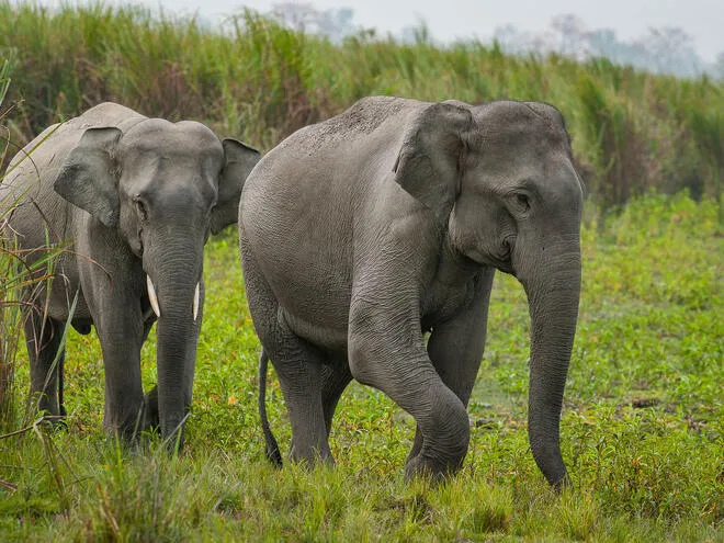 Asian elephant (Elephas maximus) inKaziranga National park.