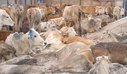 cows_stockyard