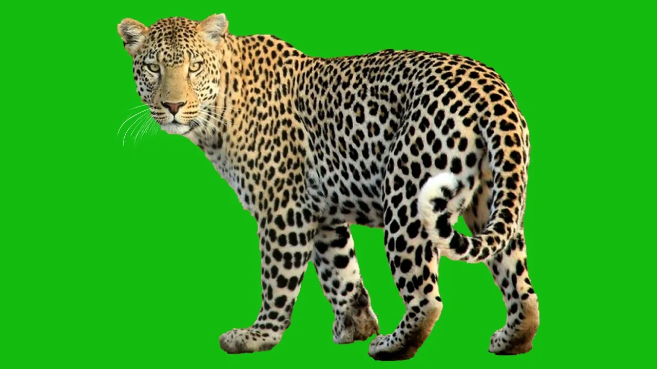maxresdefault (13)