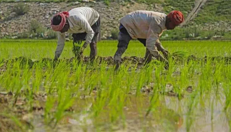 farmer-dd444-750x430