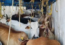 ଭାରସାମ୍ୟ ହରାଇ ଓଲଟି ପଡିଛି ଗୋରୁ ବୋଝେଇ କଣ୍ଟେନର ।